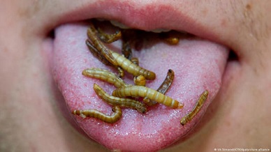 EU approves two insects for human consumption